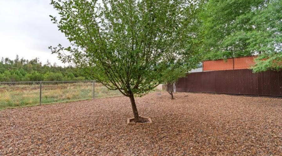 Apple tree