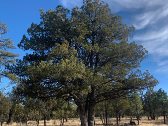 2321 San Juan Drive, Happy Jack, Arizona 86024, ,Land,For Sale,San Juan,93680