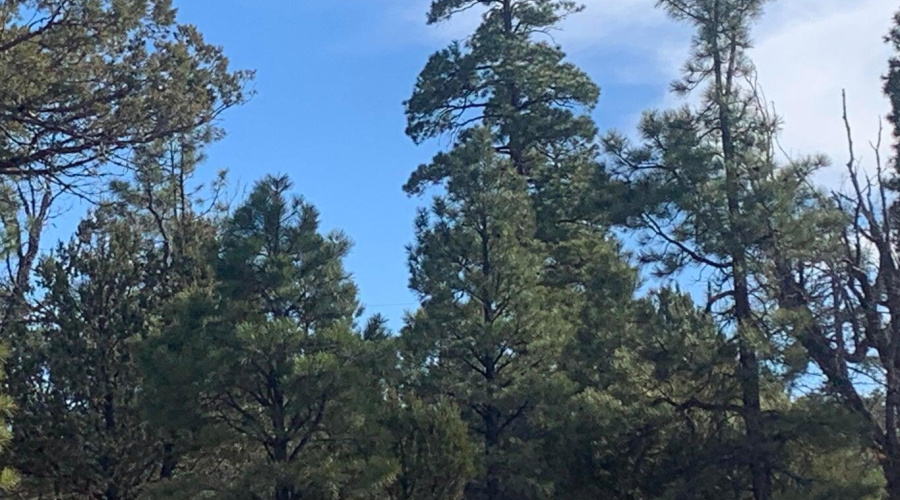 Mixed Trees