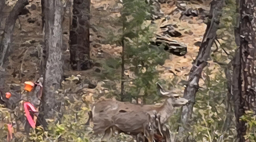 Resident Deer on Photo Day