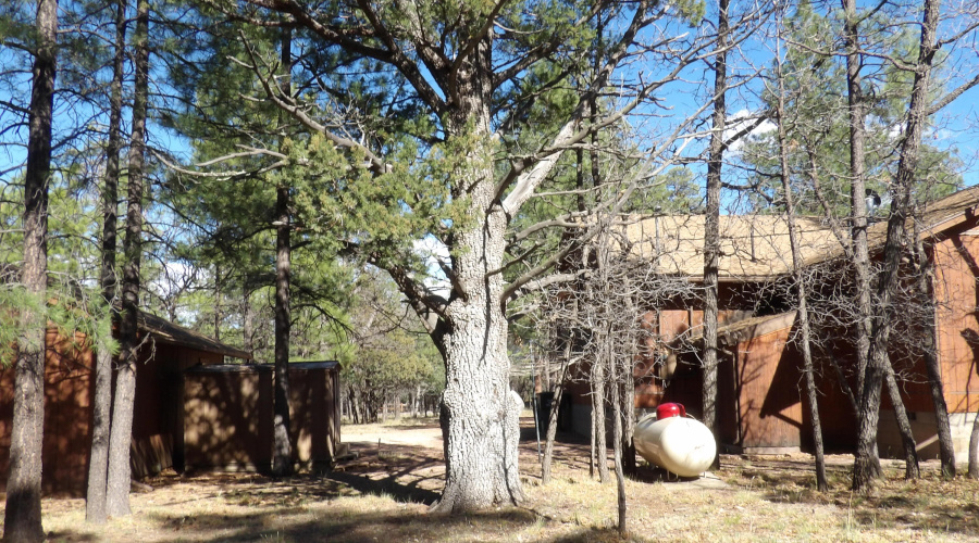 In The Trees