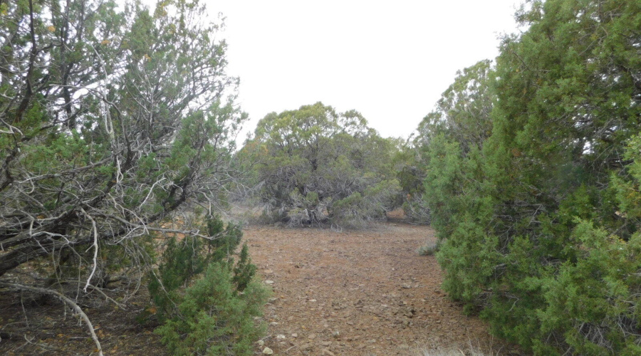 8333 RIDGE DRIVE SHOW LOW, AZ 85901