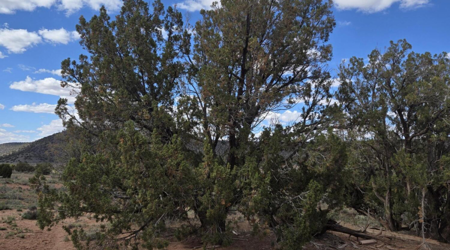 More mature trees