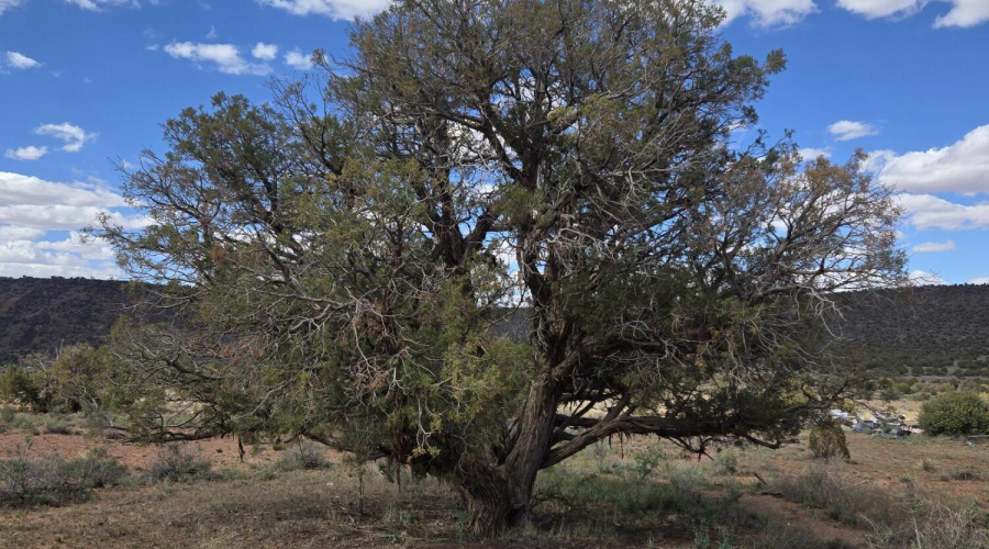 Mature Juniper Trees