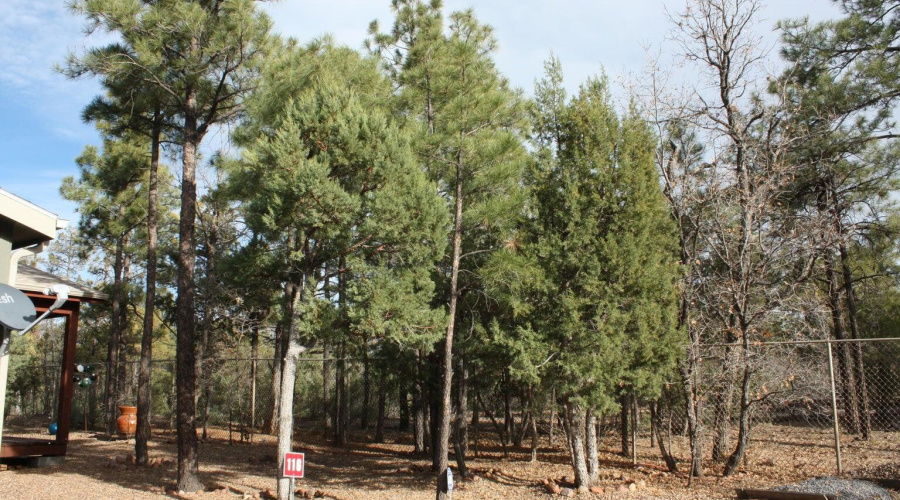 deer ln back yard 1