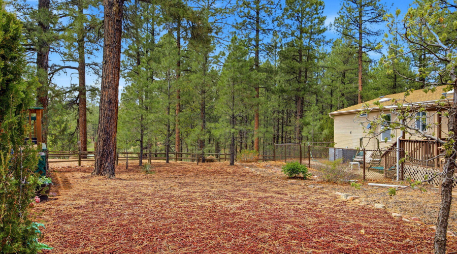 Surrounded by Pines