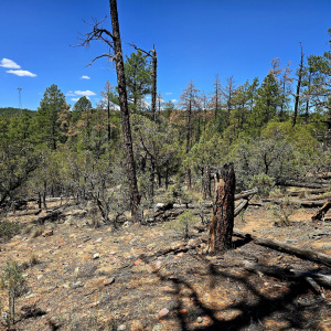 West view