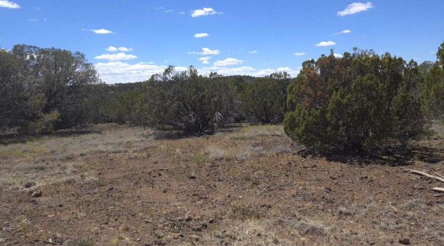 Land, sky, trees