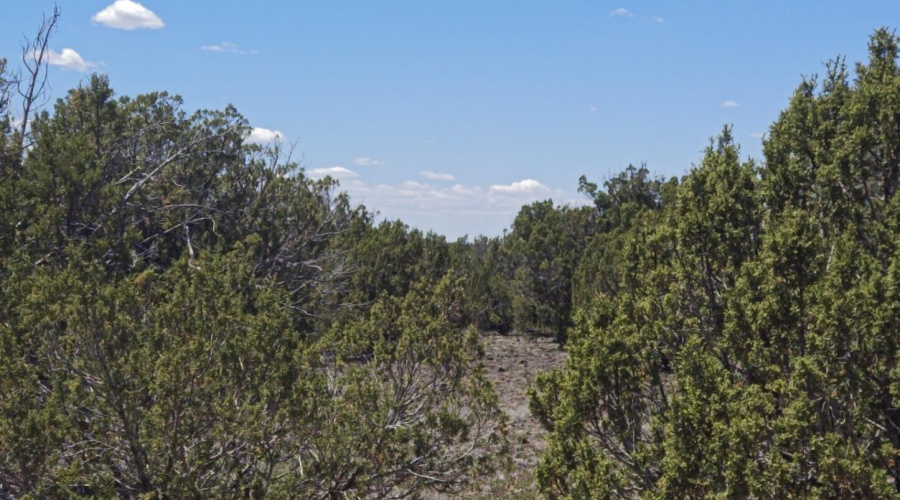 Plenty of mature Juniper Trees