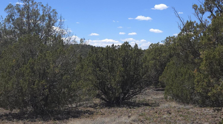 Privacy Screen or Juniper Trees?