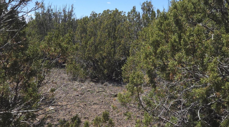 Treed Area