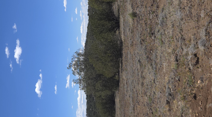 Beautiful Juniper Trees