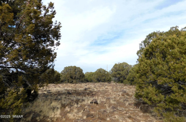 10 county road n 3071, Vernon, Arizona 85940, ,Land,For Sale,county road n 3071,261096