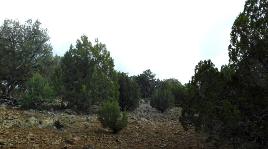 2122 DAWN PLACE SHOW LOW, AZ 85901