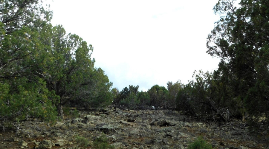 2122 DAWN PLACE SHOW LOW, AZ 85901