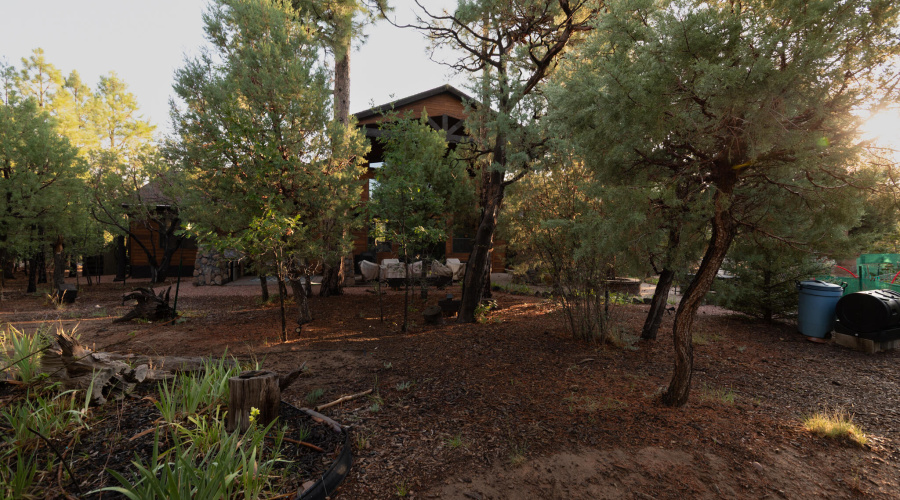 back yard