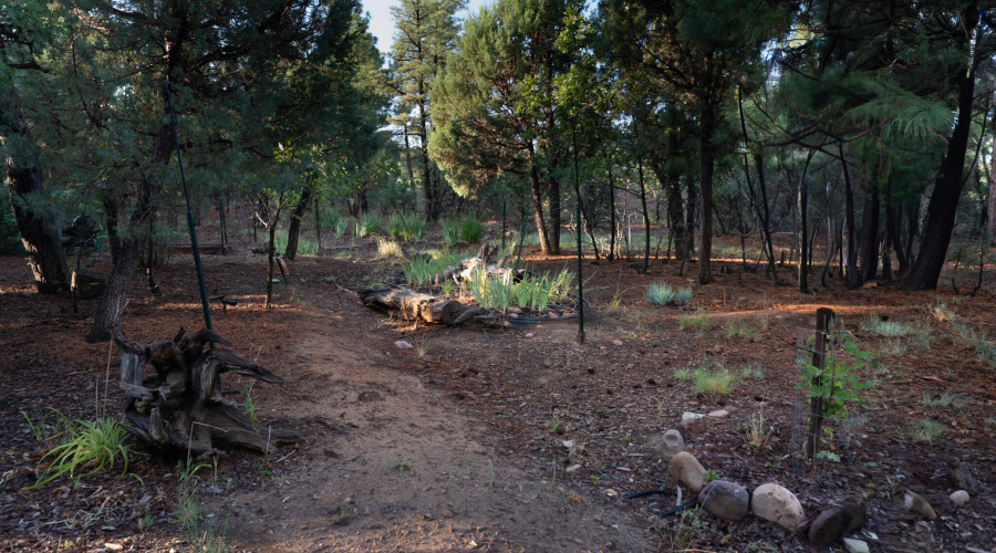 back yard