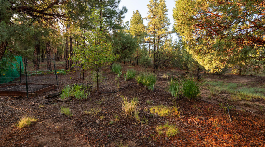 back yard