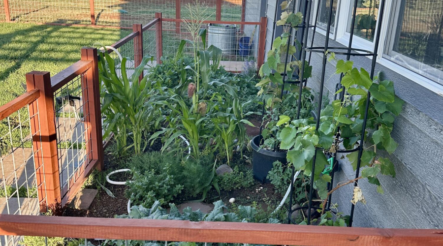Backyard Garden