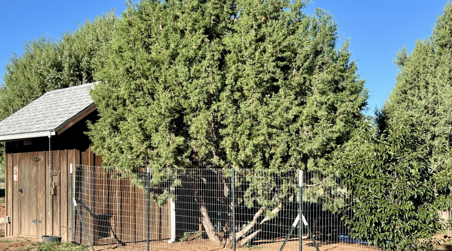 Chicken Coop