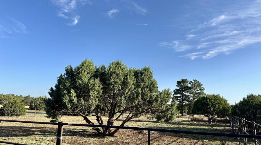 Pasture