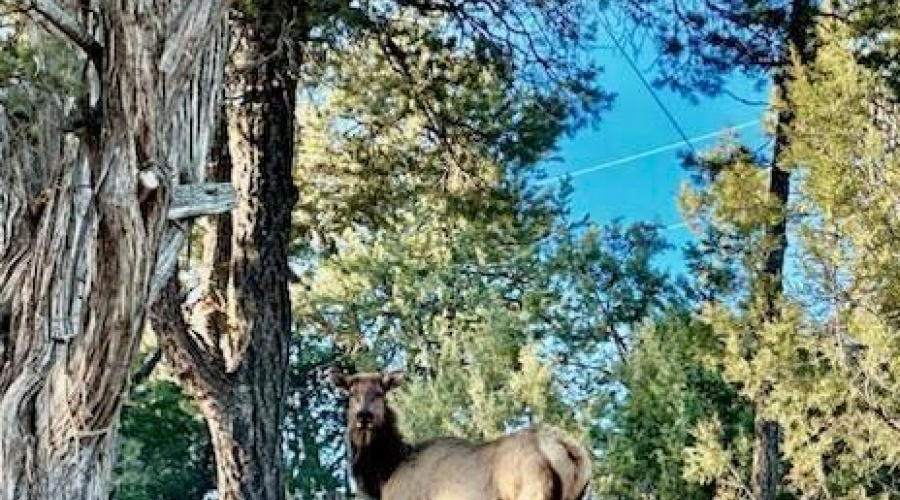 Elk