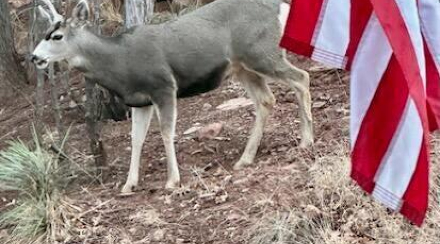 Wildlife around Home
