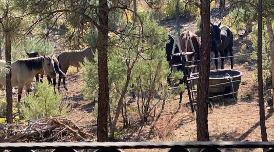 Wild Horses