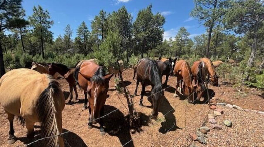 Wild Horses