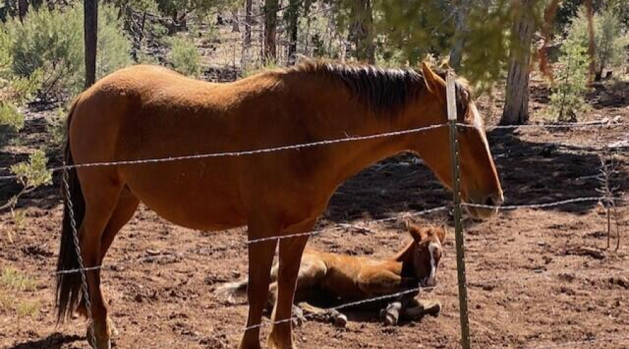 Wild Horses