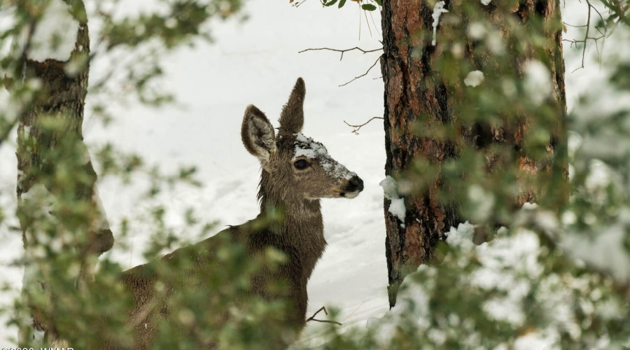 life-a-wold-of-wildlife