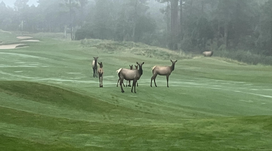 Golf Course Elk