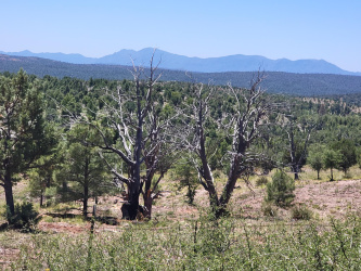 41 & 42 Antelope Trail, Payson, Arizona 85541, ,Land,For Sale,Antelope,94028