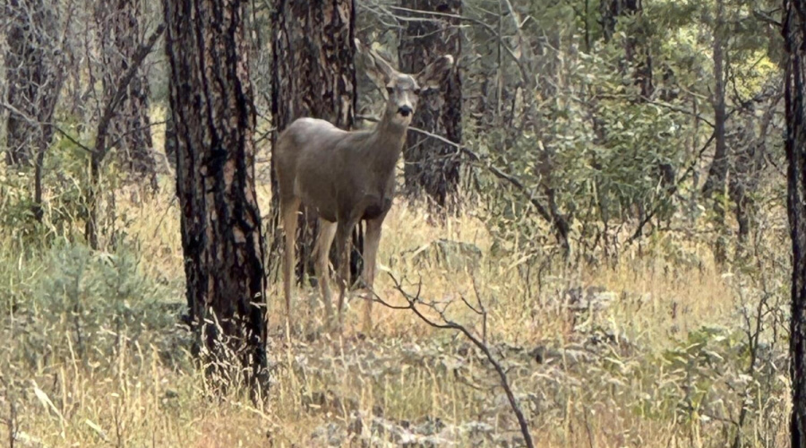 1358 Big Springs Trail Lakeside AZ