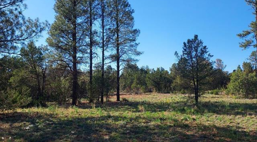 Whitetail Primary
