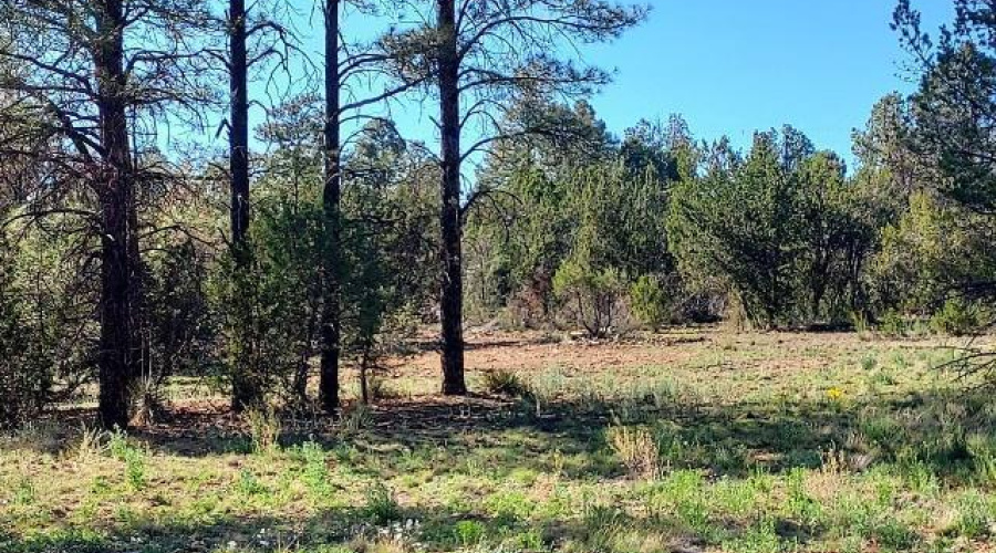 Whitetail Way 1