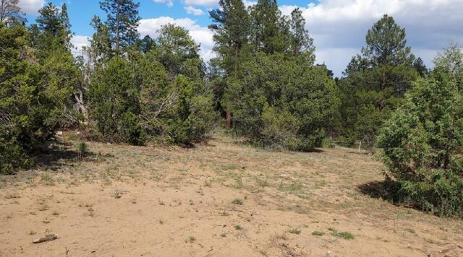 Whitetail Way 3