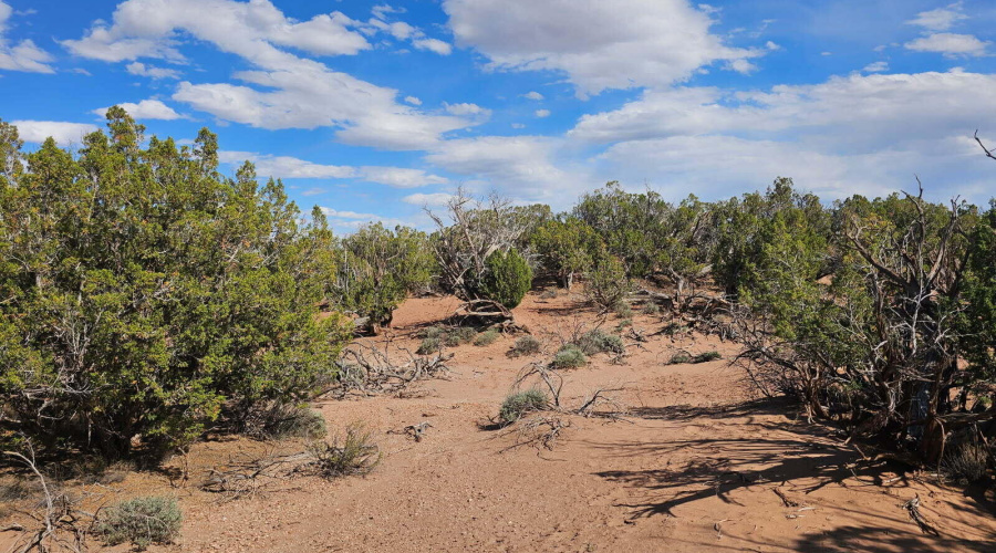 image000001 (81)