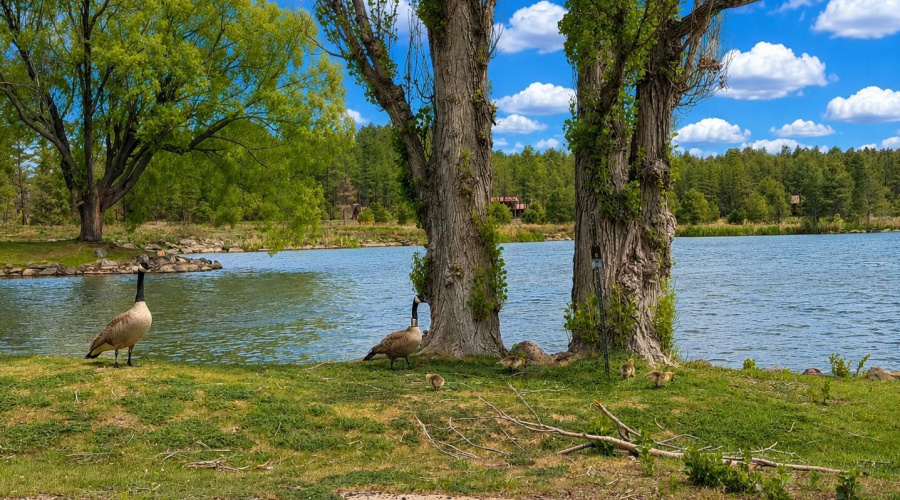 Enjoy the wildlife at the lake