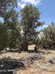 21 Pine Drive, Concho, Arizona 85924, ,Land,For Sale,Pine,261204