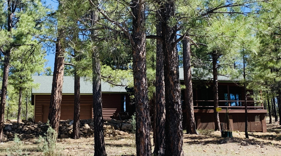 Lot's of trees