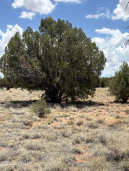 17 Pine Drive, Concho, Arizona 85924, ,Land,For Sale,Pine,261203