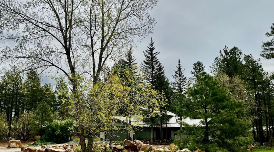 Mature trees