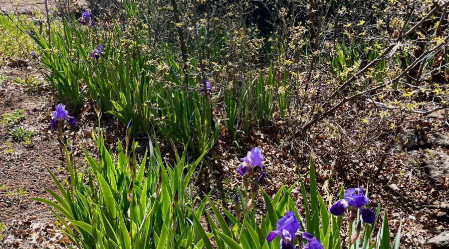 Lots of Iris around the property