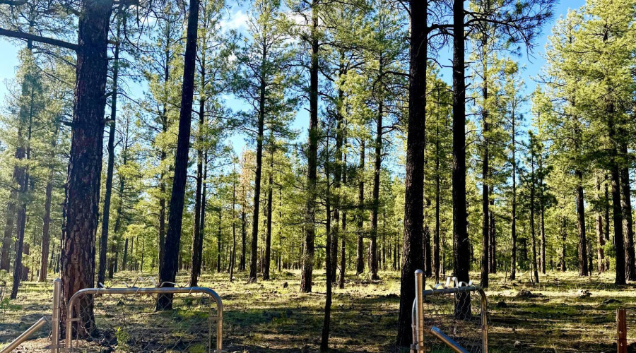 backyard to forest