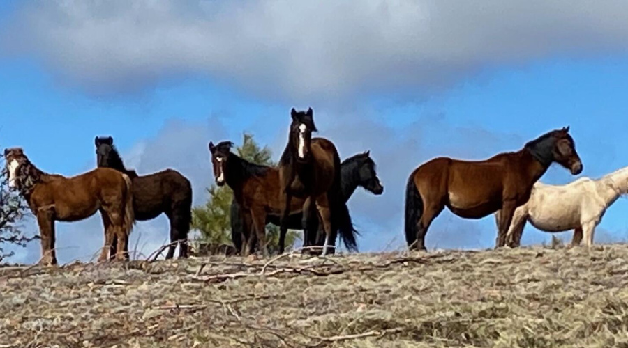 WILD HORSES