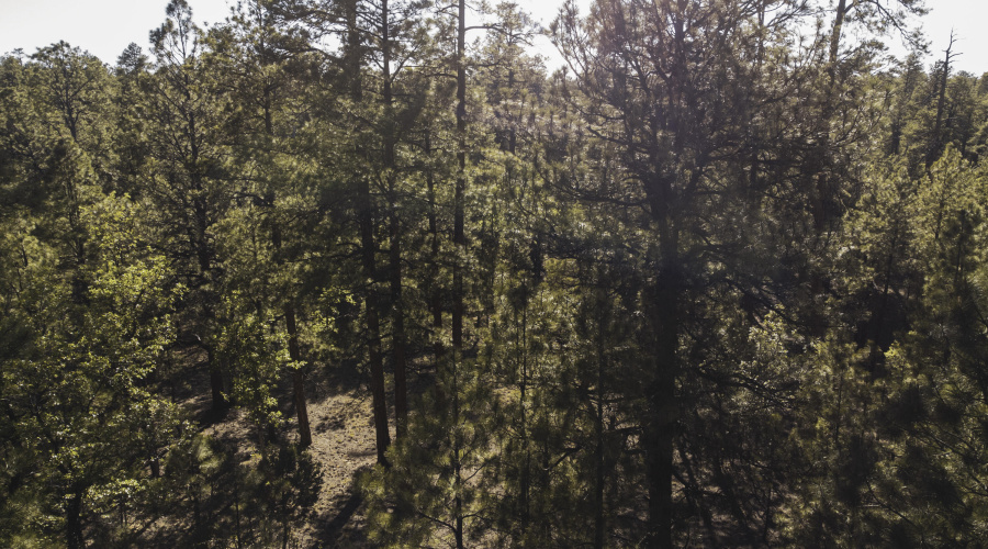 DJI_0625