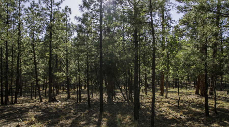 Heavily Treed Lot