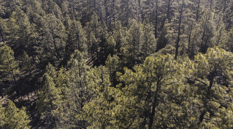 DJI_0631
