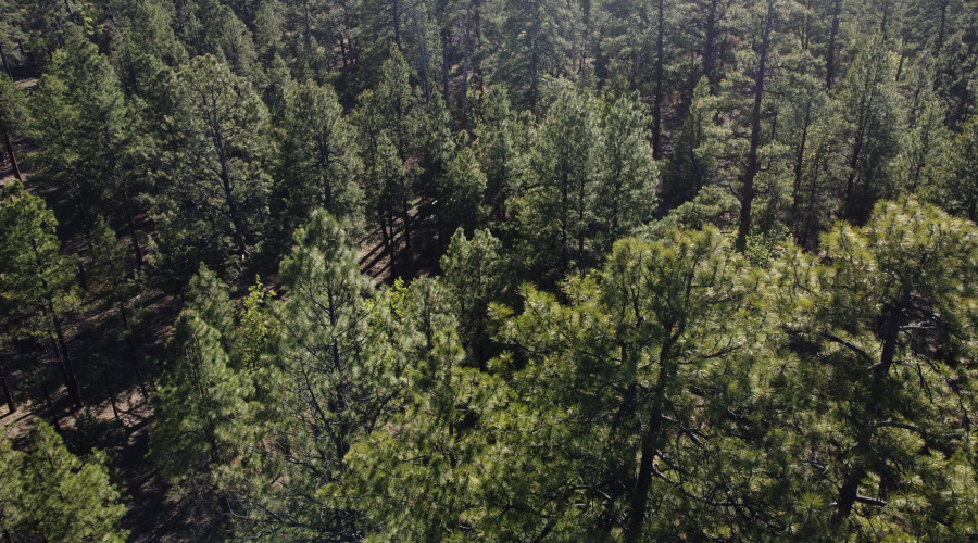 DJI_0632